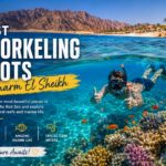 Best Snorkeling Spots in Sharm El Sheikh