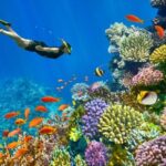 Ras Mohamed snorkeling trip in Sharm El Sheikh