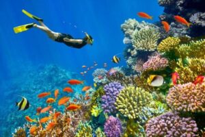 Ras Mohamed snorkeling trip in Sharm El Sheikh